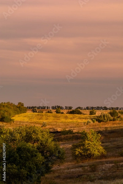 Fototapeta fields and hills on which trees, bushes and tall grass grow, against the backdrop of an orange sky with clouds, during the golden hour