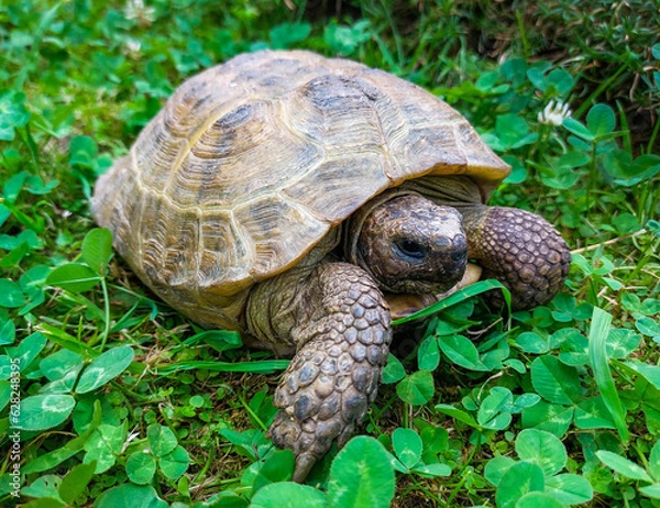 Obraz Close-up of a land turtle among bright green grass
