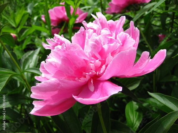 Obraz Распустившийся розовый пион