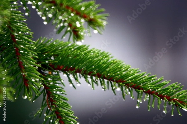 Obraz after the rain