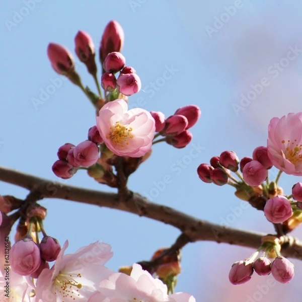 Obraz Tree blossoms