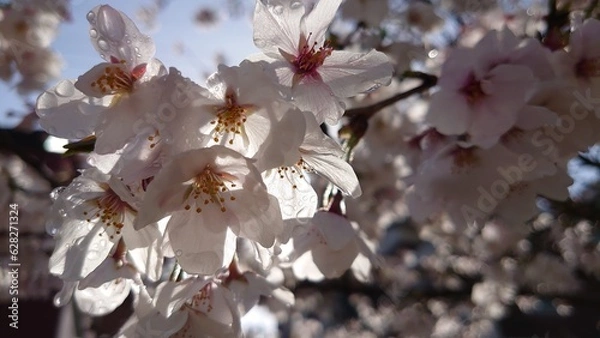 Fototapeta 雨上がりの桜