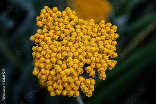 Fototapeta Yellow Flower in a garden