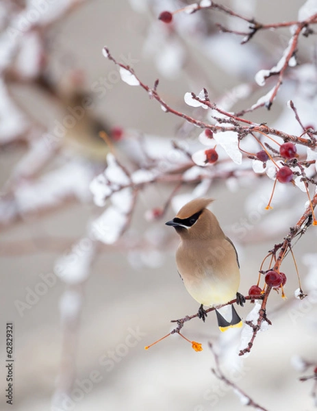 Fototapeta Cedar Waxwing