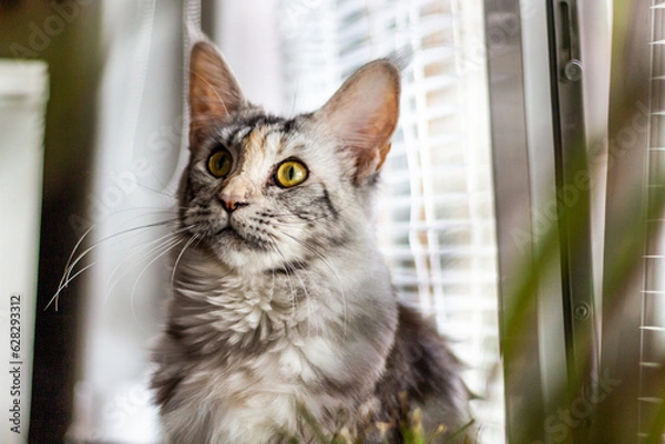 Fototapeta View of young Maine Coon cat