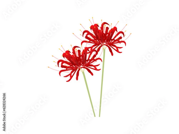 Obraz 秋の真っ赤な花、彼岸花のイラスト