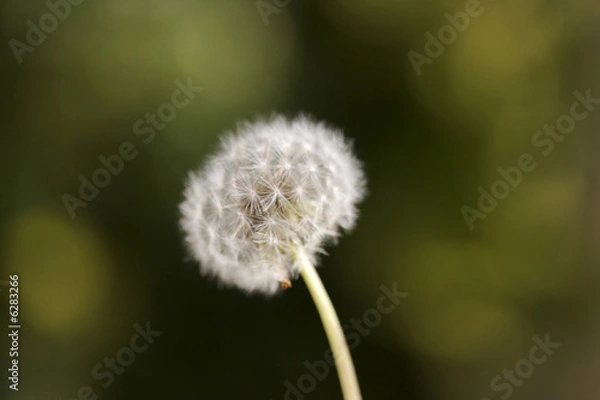 Obraz Dandelion