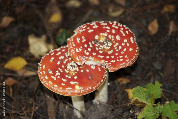 Fototapeta Toadstools