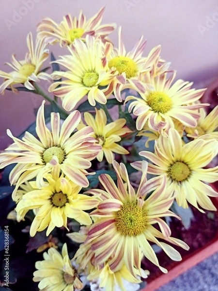 Obraz Yellow flowers