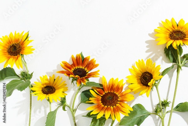 Fototapeta Red and yellow sunflowers on a white textured background, hard light, shadows.