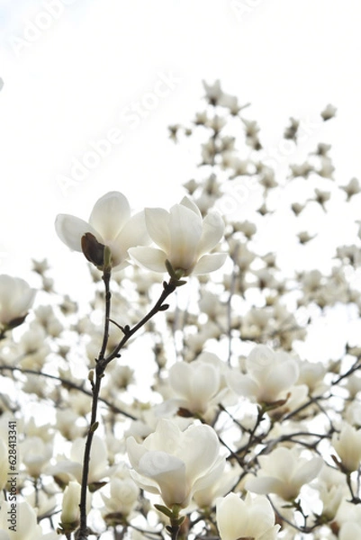 Fototapeta 白色の花　モクレン