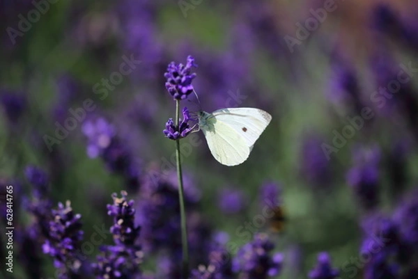 Obraz butterfly on lavender