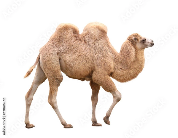 Fototapeta フタコブラクダ