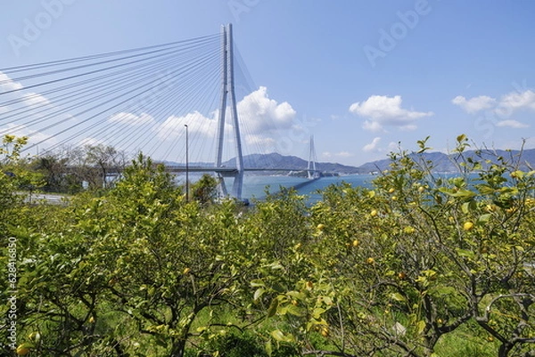 Obraz 井口島レモン畑と多々羅大橋