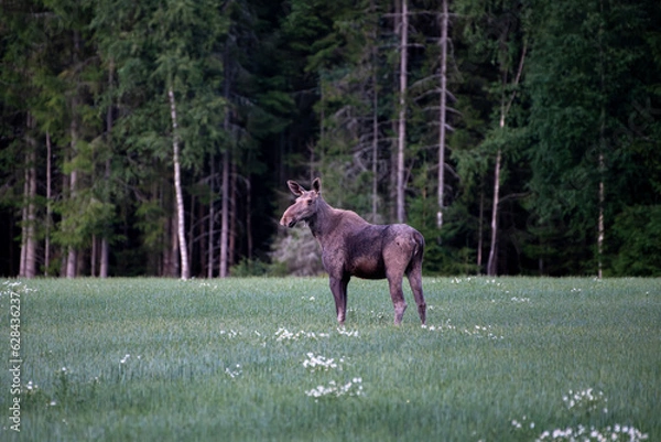 Obraz Elch in Norwegen