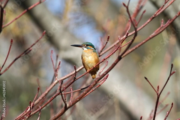 Fototapeta カワセミ