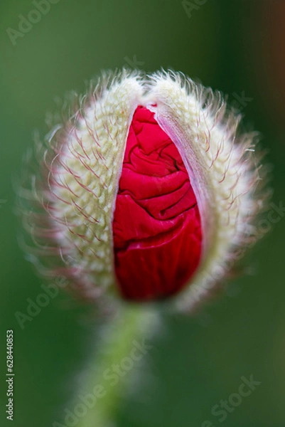 Obraz Blooming Poppy