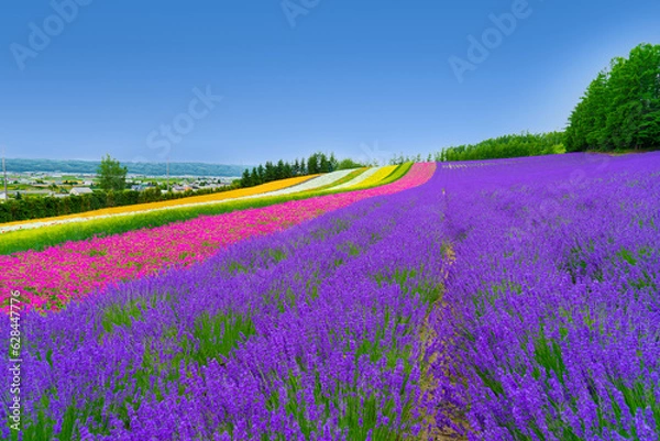 Obraz 홋카이도, 비에이