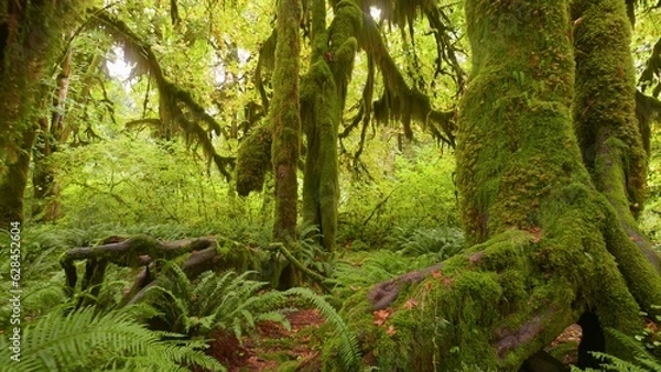 Obraz Rain forest in Olympic National Park, Washington, United States. Camera moves along path among trees overgrown with moss and bushes. 4K gimbal shot