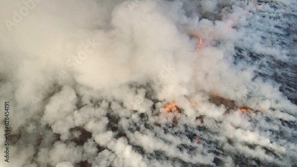 Obraz Flying over wildfire and plumes of smoke. Natural disaster due to extreme heat and climate change. Aerial view of big smoke clouds and fire on the field. Grass fire aerial shot. Big smoke clouds and