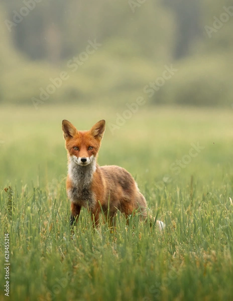 Fototapeta red fox in the grass