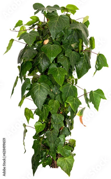 Obraz green leaves of Ivy plant bush isolated on transparent background, png, image compositing footage, alpha channel, forest, nature, jungle, tropical