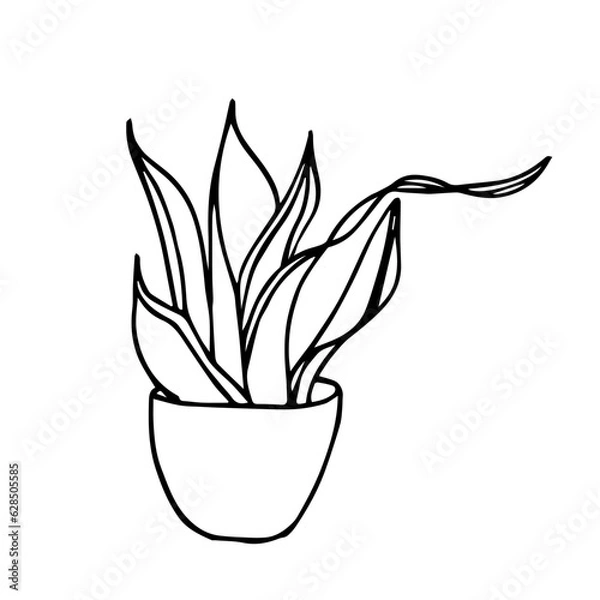 Fototapeta Botanical illustration of house plant Snake Plant in a pot. Hand drawn plant branch in doodle style. Can be used for wedding invitations, paper package