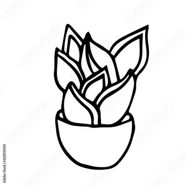 Fototapeta Botanical illustration of house plant Snake Plant in a pot. Hand drawn plant branch in doodle style. Can be used for wedding invitations, print, paper package, design