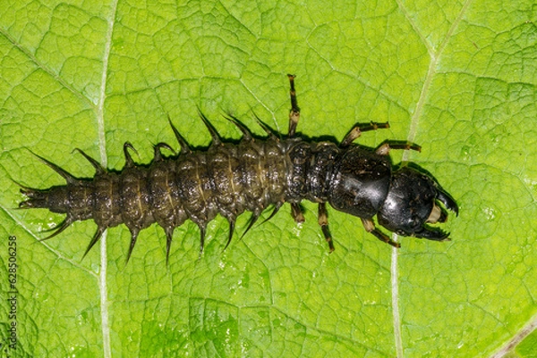 Obraz Eastern Dobsonfly Hellgrammite - Corydalus cornutus