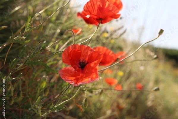 Fototapeta Red poppies by the road in the wind