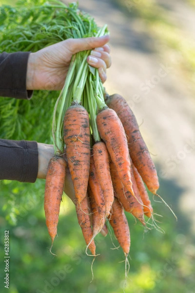 Fototapeta Hands holding a bunch of carrots straight from the garden patch