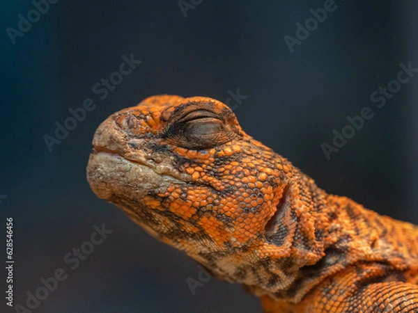 Obraz close up of a orange lizard uromastyx