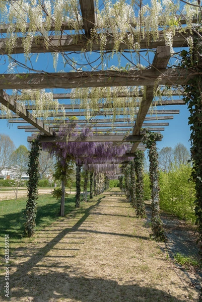 Fototapeta spring in the park