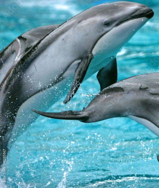 Fototapeta FISH JUMPING