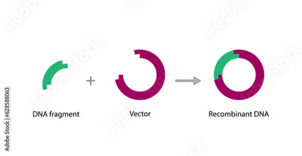 Fototapeta Plasmid. DNA fragment is inserted into a plasmid vector, resulting in  Recombinant DNA. Gene cloning, Molecular biology, recombinant subunit vaccines. Vector illustration. 