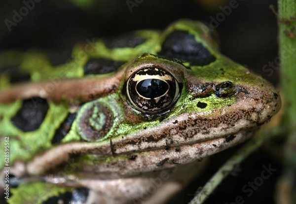 Fototapeta Leopard frog macro