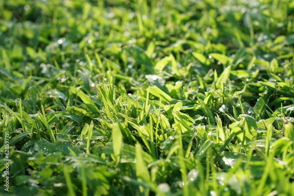 Obraz 雫が輝く緑の芝生