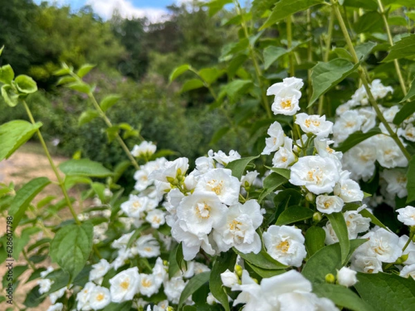 Fototapeta white fragrant jasmine blooms in the garden
