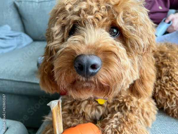 Obraz A cute red colored Cavapoo puppy eating a treat.