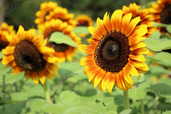 Obraz sunflower and bee