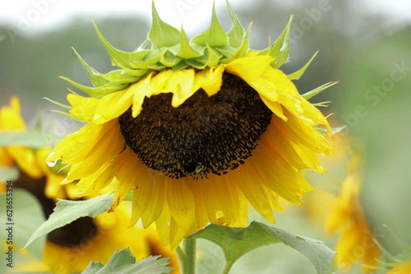 Obraz sunflower and bee