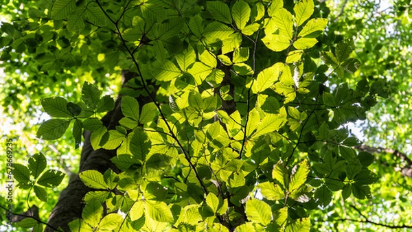 Fototapeta Forest background. Sunlit green leaves in lush forest. Carbon net zero concept. Selective focus included