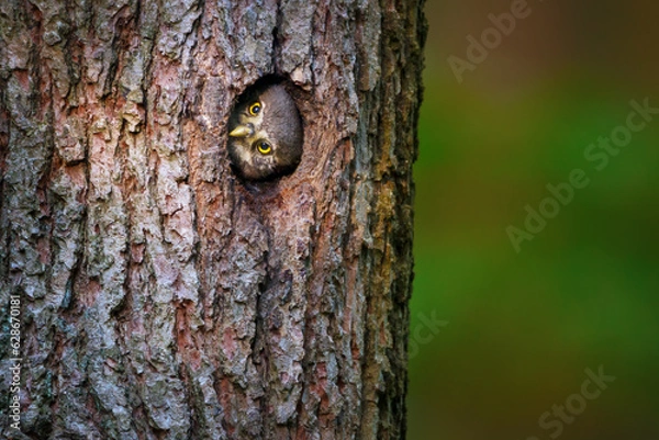 Fototapeta The Eurasian pygmy owl or Glaucidium passerinum is the smallest owl in Europe