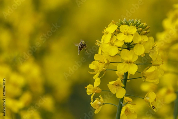 Obraz Rapsblüte Biene im Anflug