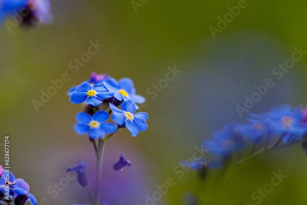 Obraz Vergissmeinnicht Blüte