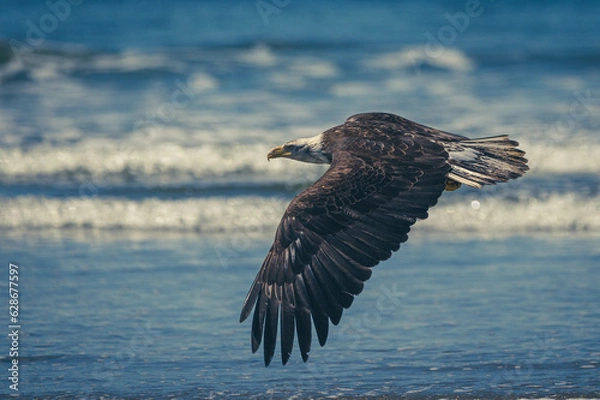 Obraz Weißkopfseeadler auf Vancouver Island