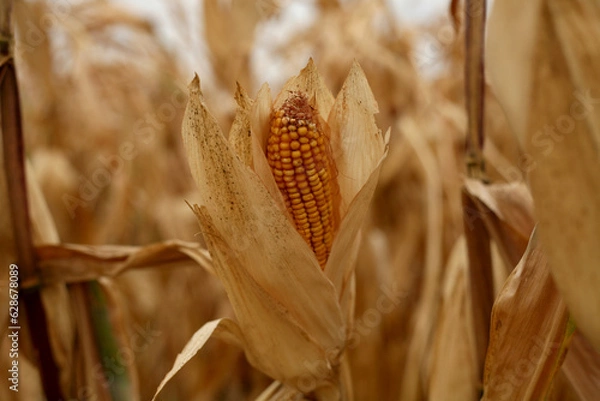 Obraz Reifer Maiskolben 