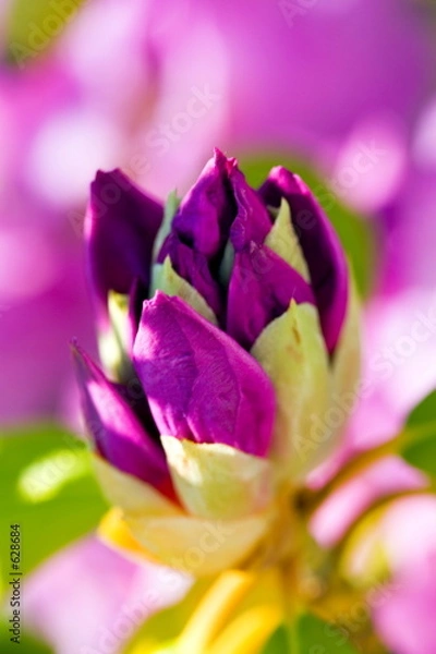 Obraz unfolding brilliance