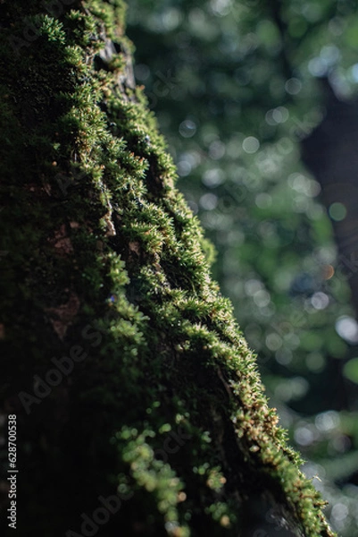 Fototapeta moss on tree