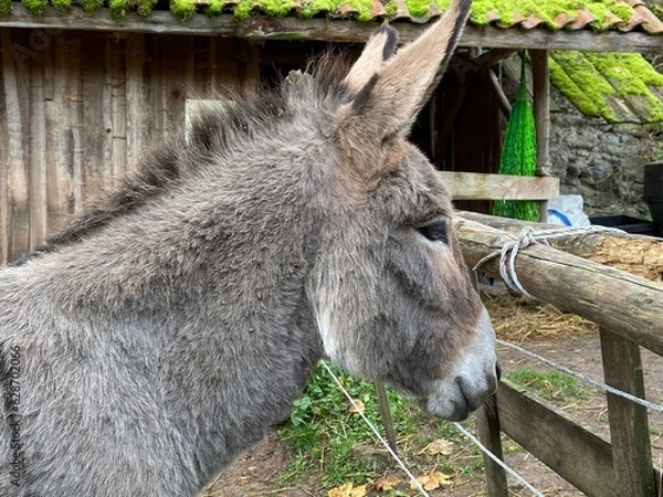 Fototapeta Donkey 